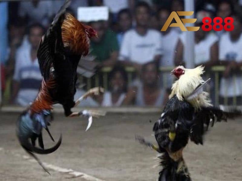 Cá cược đá gà cựa dao là hai chiến kê có trang bị thêm cựa dao sắt bén