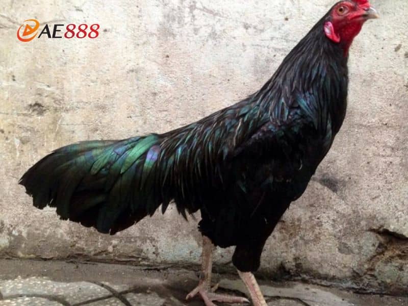 Cách nhận biết gà ô chân trắng vô cùng đơn giản Cách nhận biết gà ô chân trắng vô cùng đơn giản