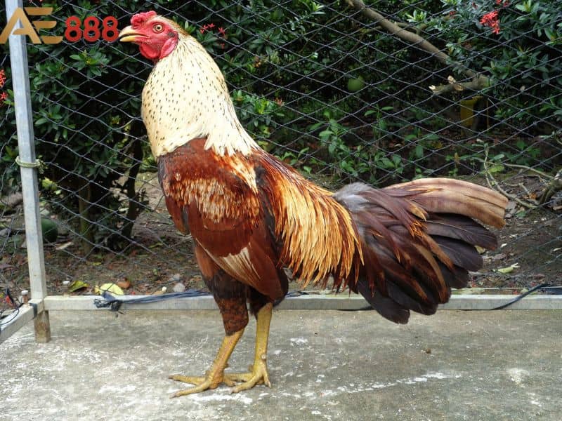 Cách nhận biết gà vảy hoành khai tốt Cách nhận biết gà vảy hoành khai tốt