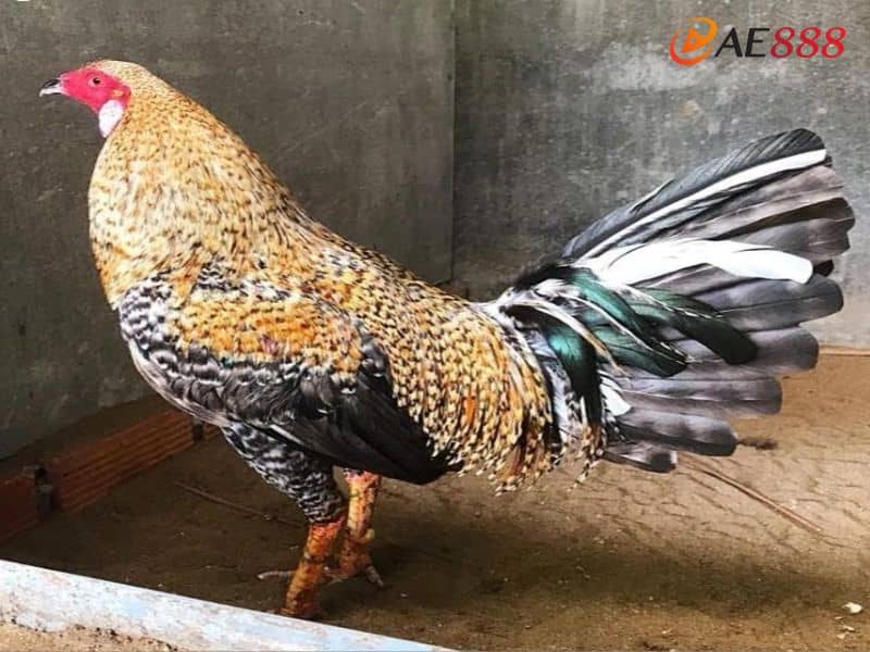Cách nhận biết màu mạng gà cú chi tiết nhất Cách nhận biết màu mạng gà cú chi tiết nhất