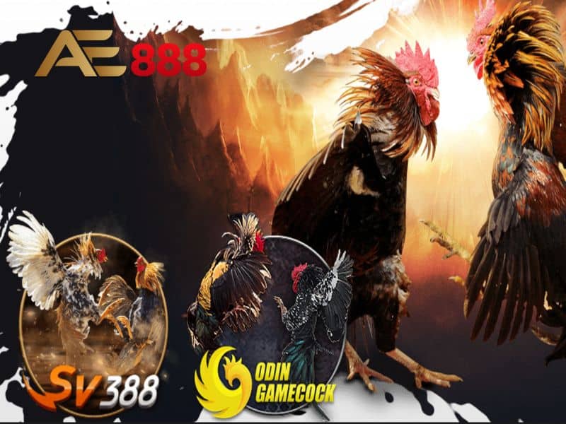 Có hai sảnh chính là SV388 và Odin Gamecock
