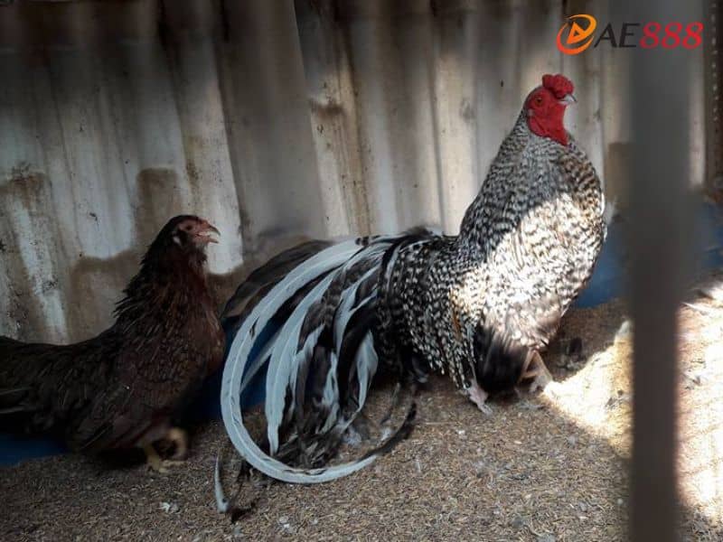 Dựa theo màu lông để nhận biết được gà cú đá hay hay không Dựa theo màu lông để nhận biết được gà cú đá hay hay không