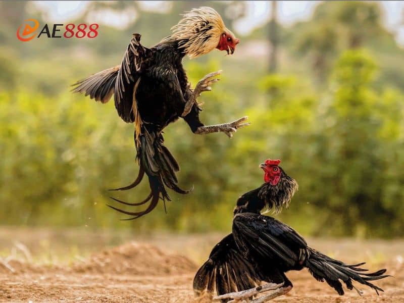 Dựa vào sinh khắc của màu lông để lựa chọn được chiến kê phù hợp Dựa vào sinh khắc của màu lông để lựa chọn được chiến kê phù hợp