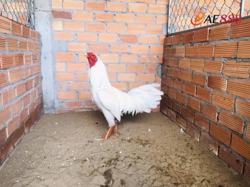 Gà bướm chân vàng