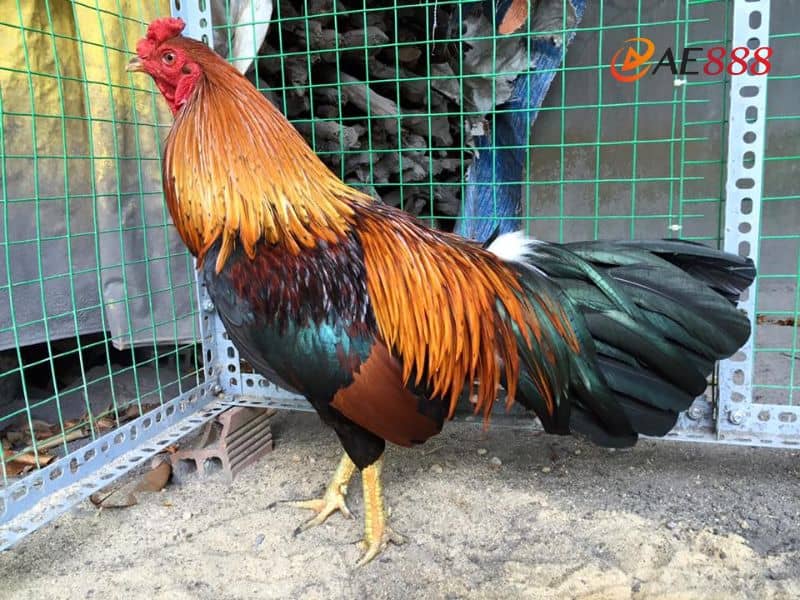 Gà bướm không gặp may mắn khi gặp chiến kê có mệnh Hỏa