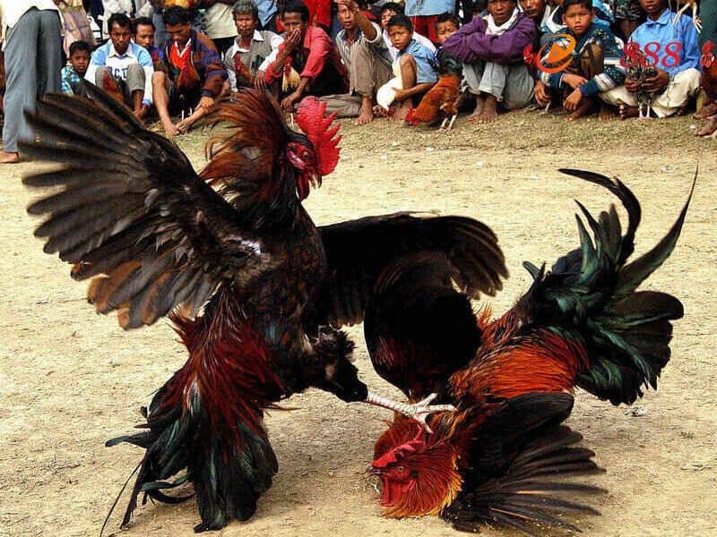 Gà có vảy liên giáp nội sở hữu những đòn đá hiểm Gà có vảy liên giáp nội sở hữu những đòn đá hiểm