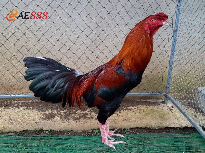 Gà điều chân trắng sở hữu thân hình săn chắc Gà điều chân trắng sở hữu thân hình săn chắc