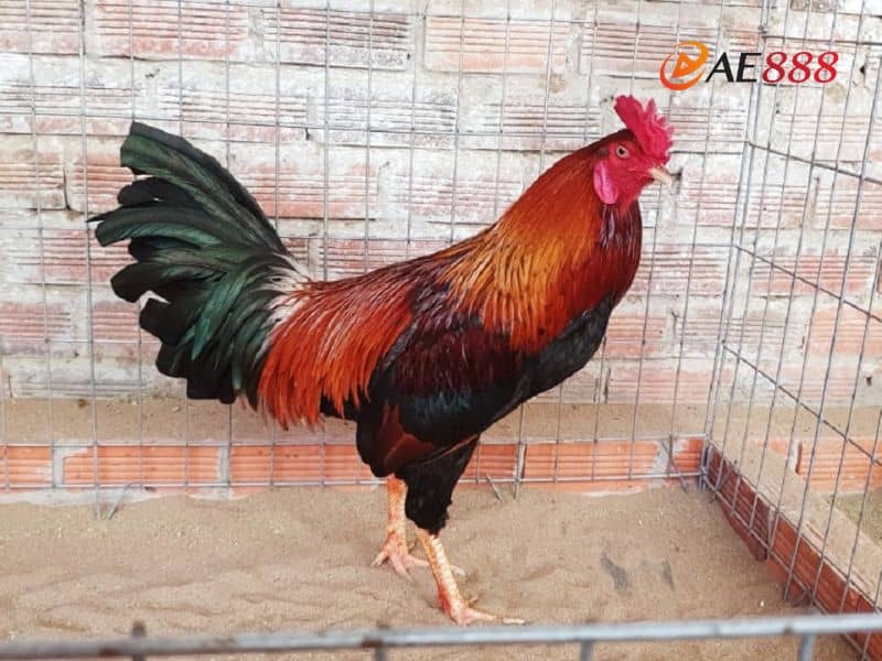 Gà điều có đa dạng màu sắc khác nhau Gà điều có đa dạng màu sắc khác nhau