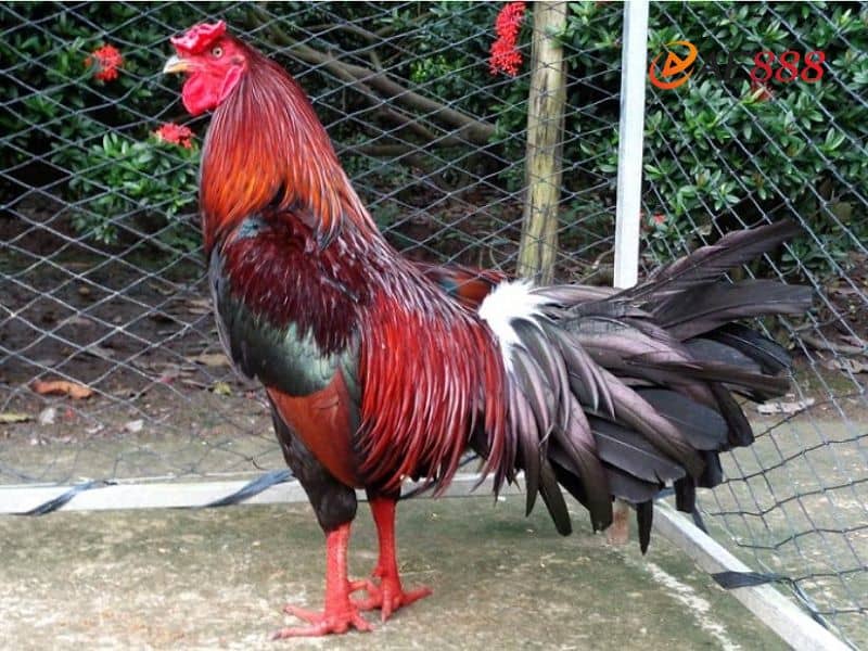 Gà điều đỏ sở hữu bộ lông màu đỏ vô cùng nổi bật Gà điều đỏ sở hữu bộ lông màu đỏ vô cùng nổi bật
