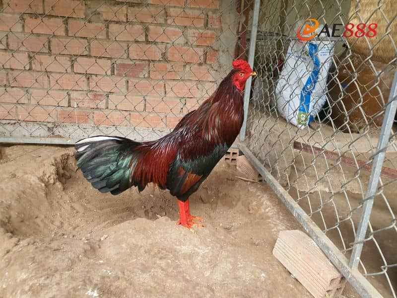 Gà điều mật có bộ lông màu đỏ đậm Gà điều mật có bộ lông màu đỏ đậm