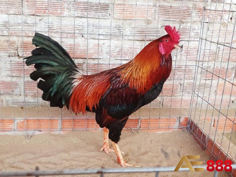 Gà mệnh Hỏa có bộ lông màu đỏ, cam , hồng Gà mệnh Hỏa có bộ lông màu đỏ, cam , hồng