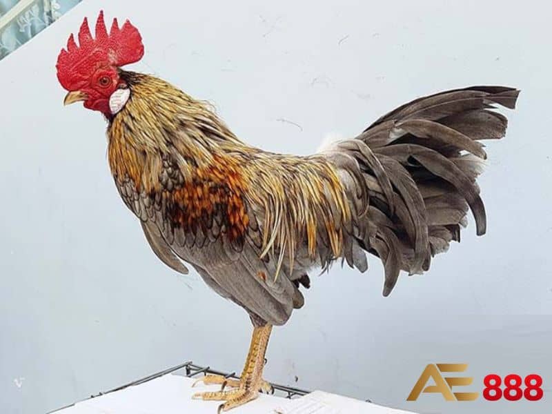 Gà mệnh Mộc thường có bộ lông màu xám Gà mệnh Mộc thường có bộ lông màu xám
