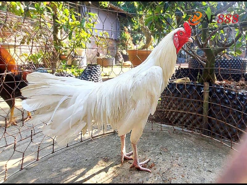 Gà nhạn chân xanh Gà nhạn chân xanh