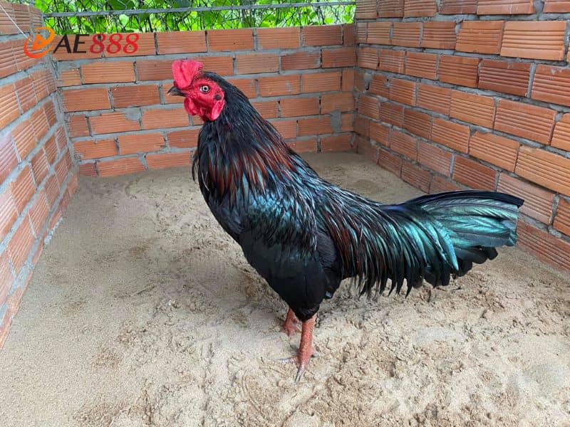Gà ô được xếp vào mệnh Thủy Gà ô được xếp vào mệnh Thủy
