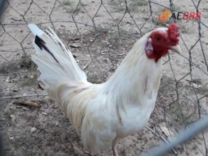 Gà bướm sở hữu bộ lông màu trắng sữa