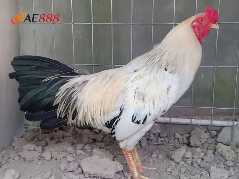 Đặc điểm nhận dạng của gà chuối Đặc điểm nhận dạng của gà chuối