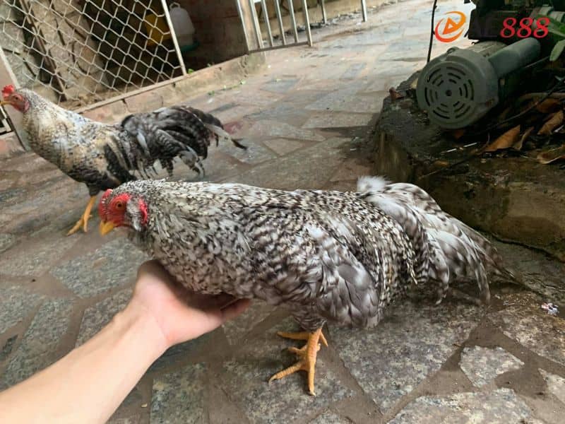 Hướng dẫn cách chọn gà cú đá hay theo màu chân Hướng dẫn cách chọn gà cú đá hay theo màu chân