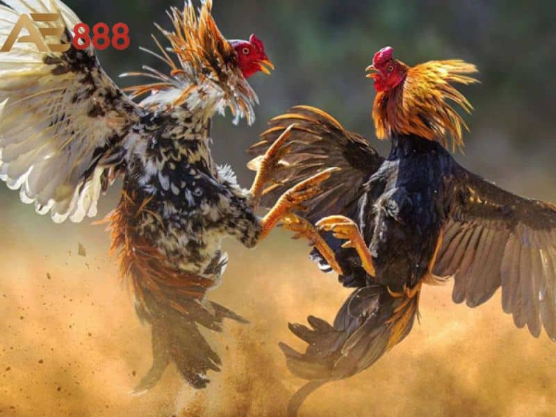 Lối đá của những chiến kê vảy hoành khai Lối đá của những chiến kê vảy hoành khai