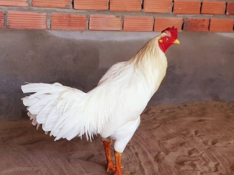 Màu mạng gà bướm thuộc mệnh Kim Màu mạng gà bướm thuộc mệnh Kim