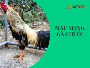 Màu mạng gà chuối