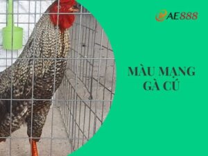 Màu mạng gà cú