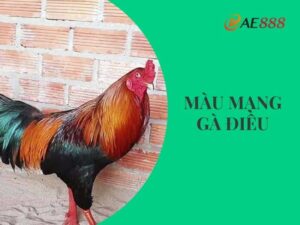 Màu mạng gà điều