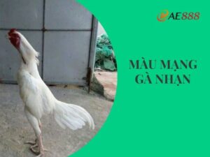 Màu mạng gà nhạn