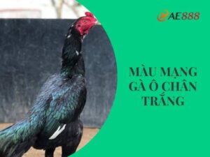 Màu mạng gà ô chân trắng
