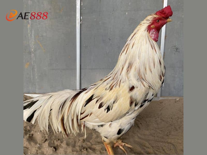 Một số lưu ý khi chăm sóc gà bướm