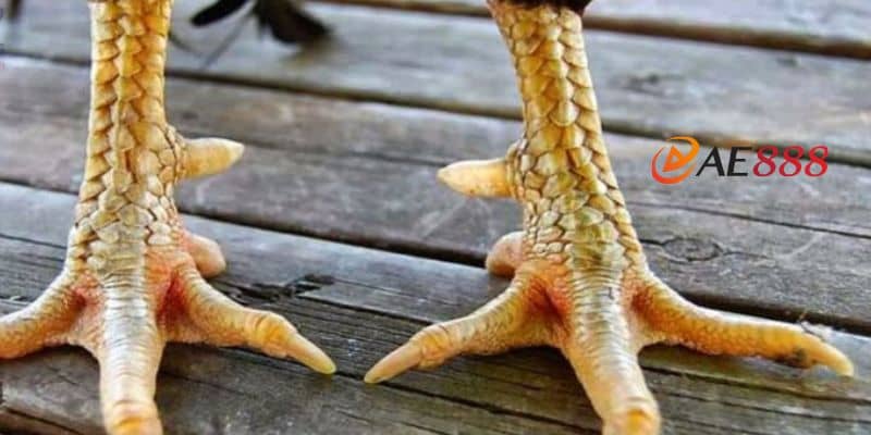 Nhận diện vảy gà Lộc Điền nội và ngoại Nhận diện vảy gà Lộc Điền nội và ngoại