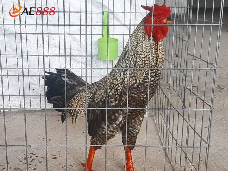 Gà cú hay còn được gọi là gà cườm Gà cú hay còn được gọi là gà cườm