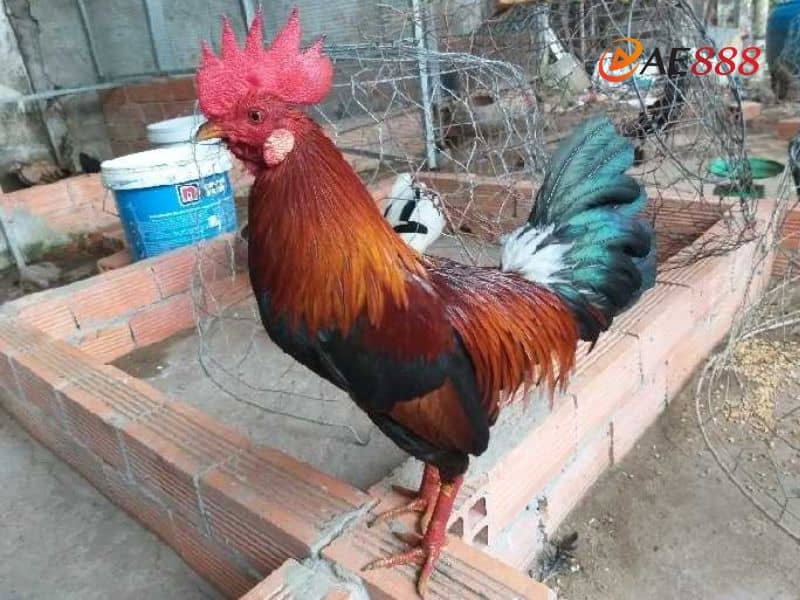 Tìm hiểu chi tiết màu mạng gà điều Tìm hiểu chi tiết màu mạng gà điều