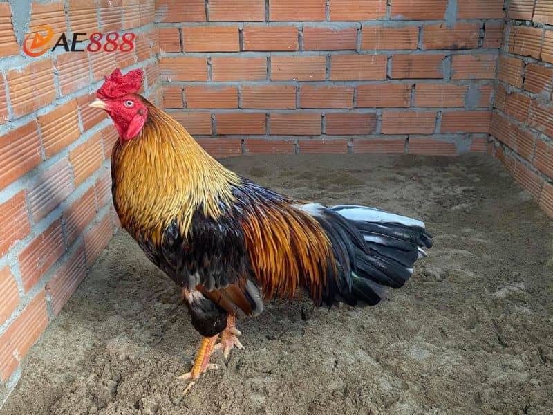 Tìm hiểu màu mạng gà đá Tìm hiểu màu mạng gà đá