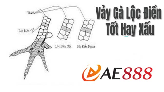 Vảy gà chọi Lộc Điền tốt hay xấu? Vảy gà chọi Lộc Điền tốt hay xấu?
