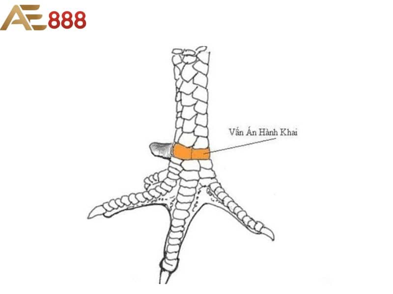 Vảy vấn cán hoành khai là loại vảy hiếm Vảy vấn cán hoành khai là loại vảy hiếm