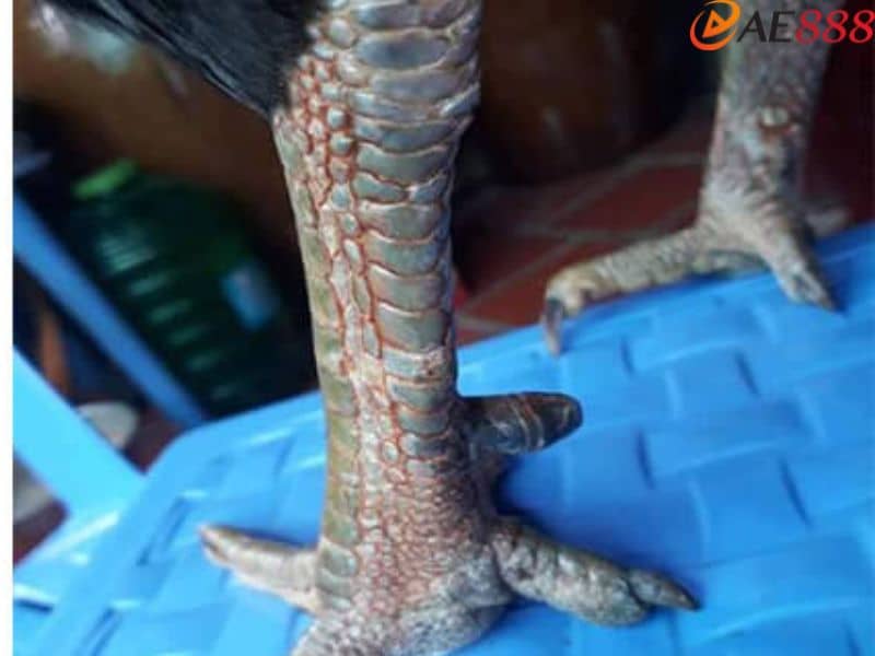 Cần quan sát mặt sau và bên trong từ trên xuống để nhận biết vảy gà khai hậu Cần quan sát mặt sau và bên trong từ trên xuống để nhận biết vảy gà khai hậu