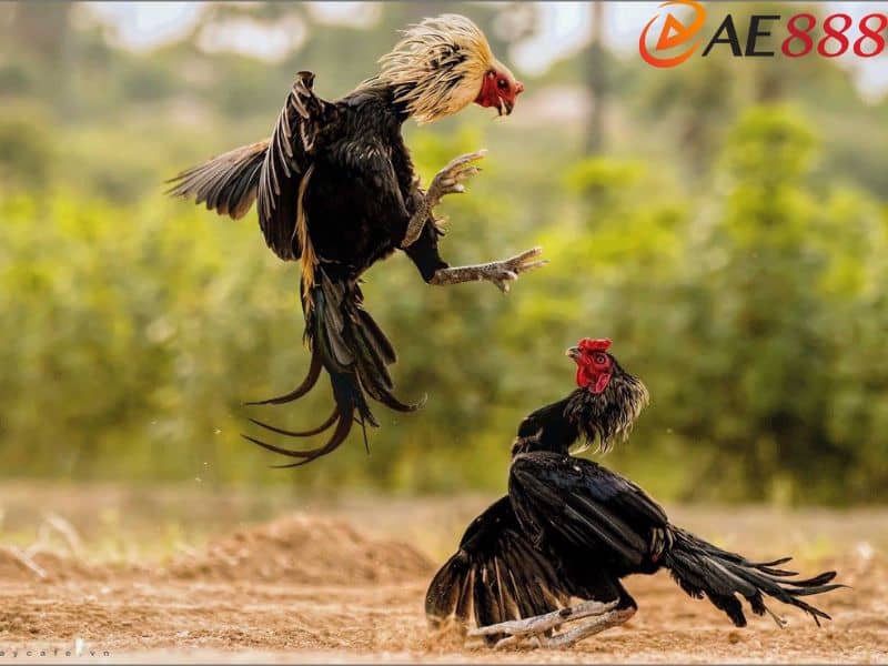 Chiến kê sở hữu vảy thới hoa đăng đá hay và bền bỉ Chiến kê sở hữu vảy thới hoa đăng đá hay và bền bỉ