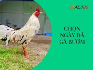 Chọn ngày đá gà bướm tốt