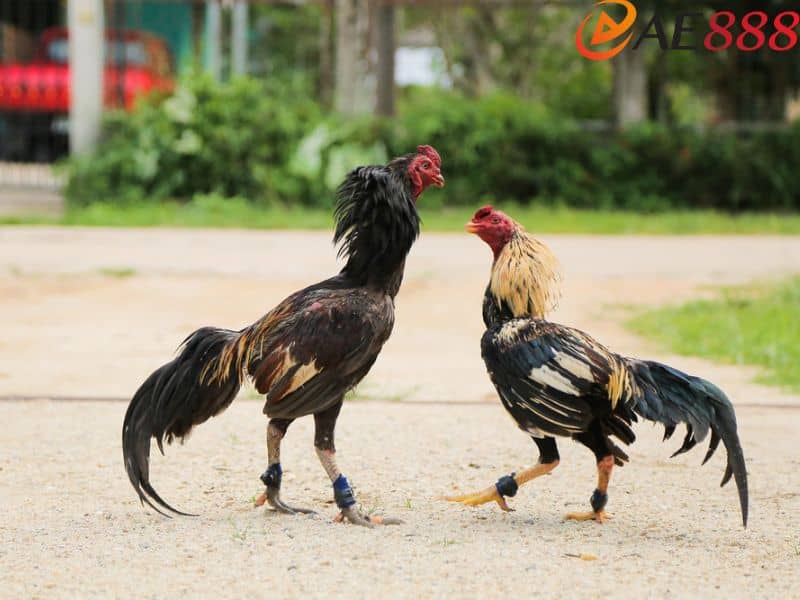 Chọn xem ngày đá gà theo mùa đơn giản nhất Chọn xem ngày đá gà theo mùa đơn giản nhất