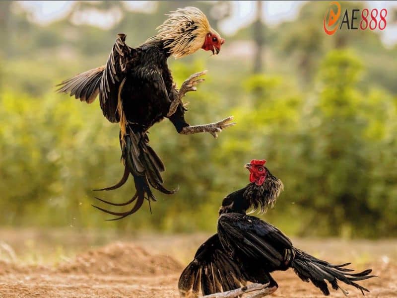 Gà vảy rồng cựa sắt có nhiều thế tấn công độc lạ và đẹp mắt Gà vảy rồng cựa sắt có nhiều thế tấn công độc lạ và đẹp mắt