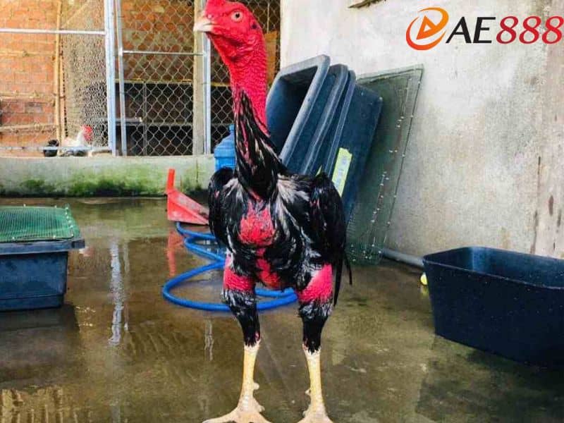 Nhân giống gà hiếm là lý do mà vảy gà quý được săn đón nhiều Nhân giống gà hiếm là lý do mà vảy gà quý được săn đón nhiều