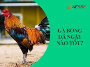 Gà bông đá ngày nào tốt