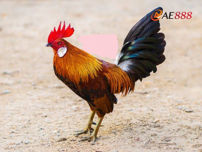 Gà bông sở hữu bộ lông phủ toàn thân Gà bông sở hữu bộ lông phủ toàn thân