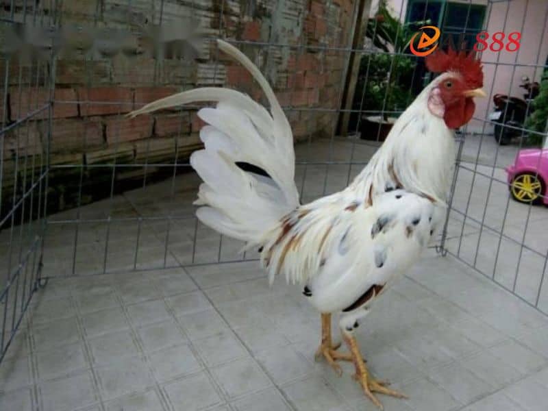 Gà bướm chân xanh được đánh giá là một trong những chiến kê mạnh Gà bướm chân xanh được đánh giá là một trong những chiến kê mạnh