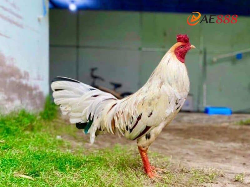 Gà bướm nên cho đi đá vào ngày Canh/Tân Gà bướm nên cho đi đá vào ngày Canh/Tân