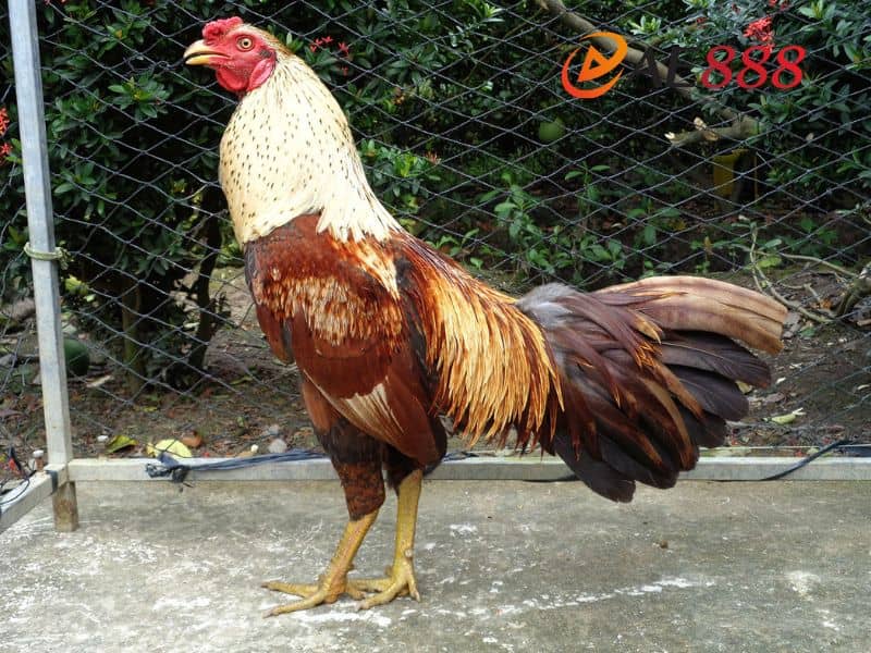 Gà bướm nên đá vào ngày Canh hoặc Tân Gà bướm nên đá vào ngày Canh hoặc Tân