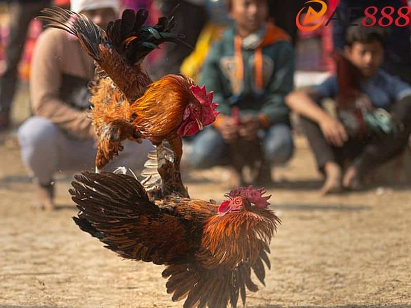 Mỗi gà điều có một ngày đá khác nhau Mỗi gà điều có một ngày đá khác nhau