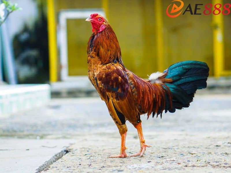Gà vảy thới hoa đăng thường chiếm ưu thế hơn so với đối thủ Gà vảy thới hoa đăng thường chiếm ưu thế hơn so với đối thủ