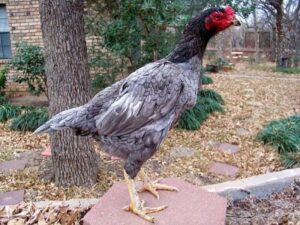 Gà xám khô có bộ lông xám mờ và luôn khô ráo