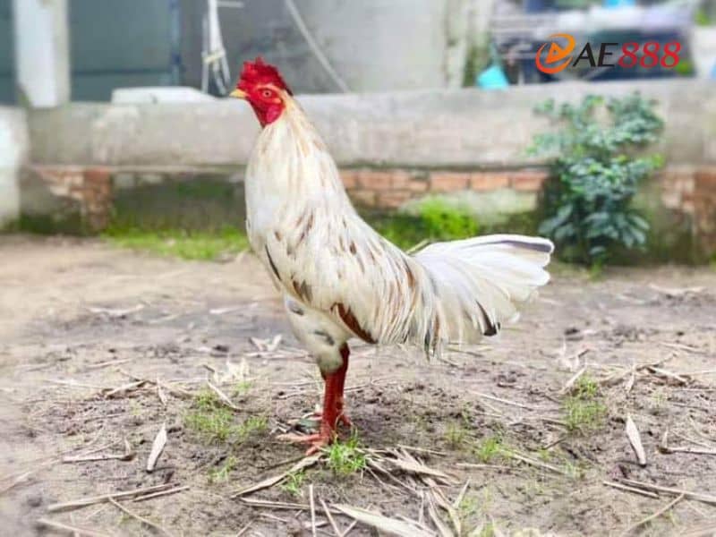 Giải đáp một số thắc mắc liên quan tới chọn ngày đá gà bướm Giải đáp một số thắc mắc liên quan tới chọn ngày đá gà bướm